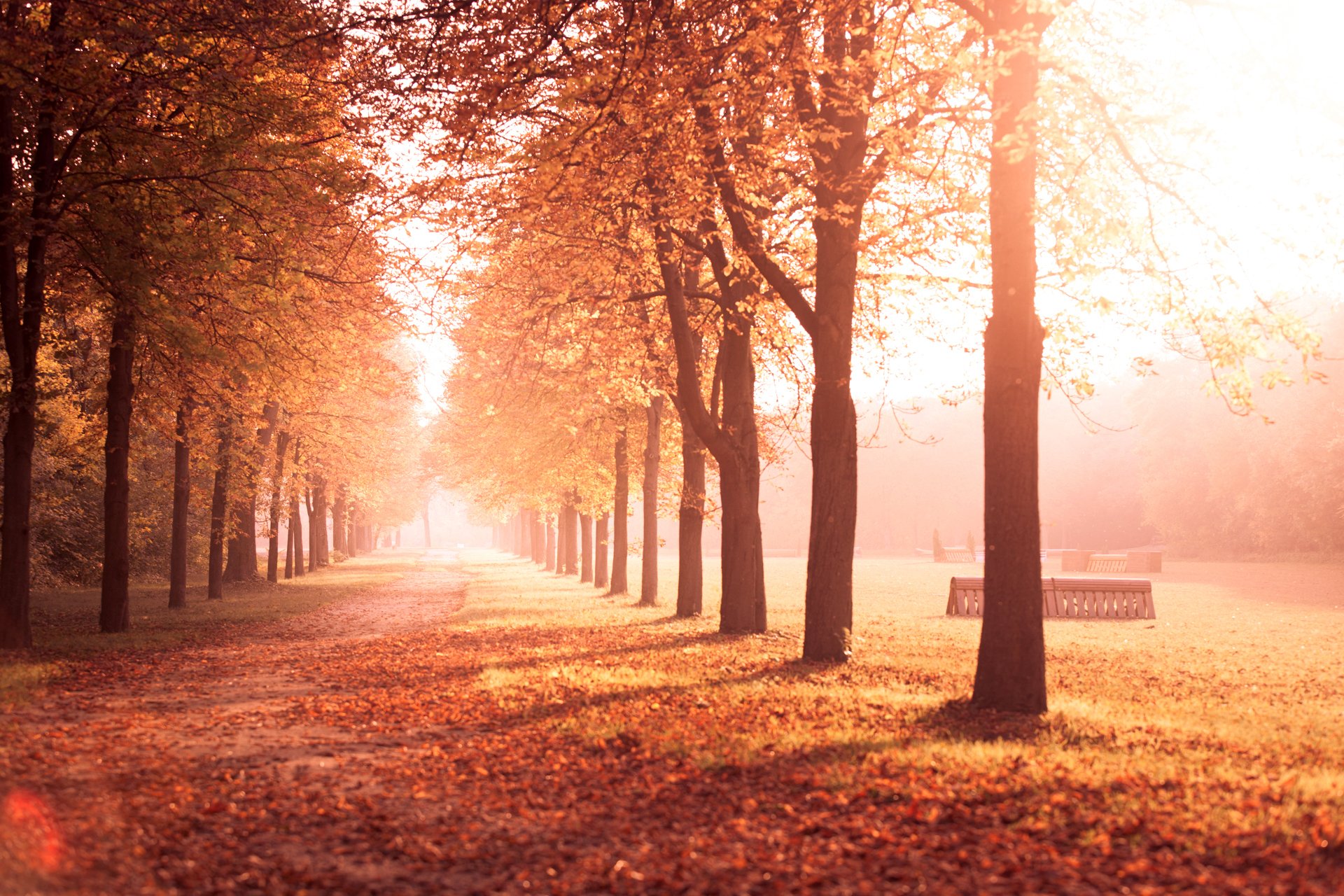 automne parc arbres ruelle route feuilles jaune nature