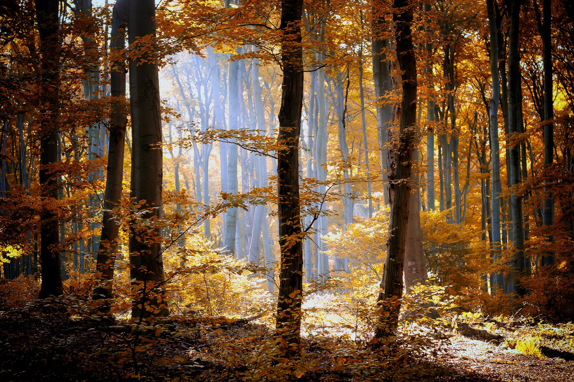 autunno foresta natura alberi erba foglie arancio giallo luce sole