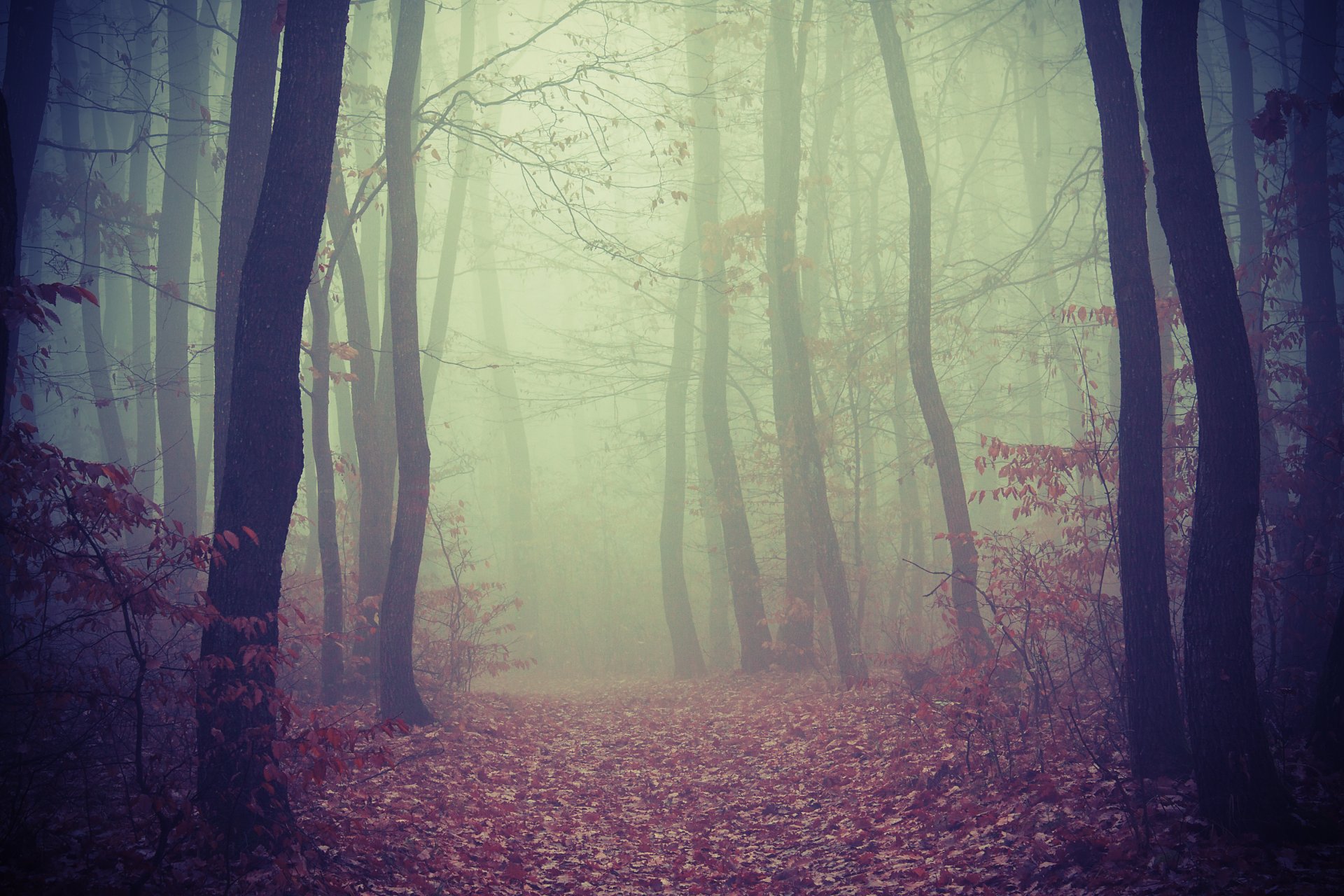 forêt arbres route feuillage brouillard