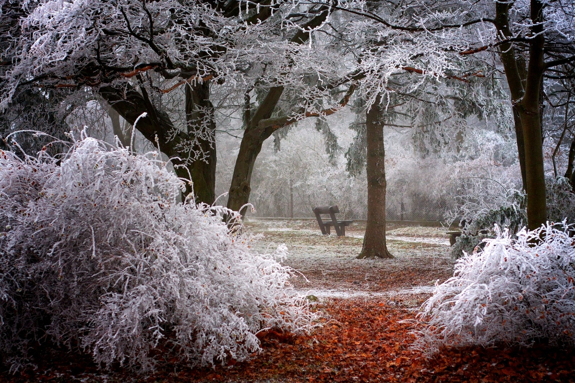 zima drzewa krzewy gałęzie szron park ławka ławka ławka ławka natura