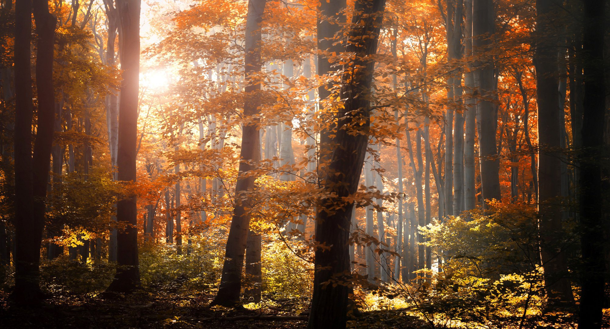 foresta autunno fogliame alberi foglie arancione giallo luce natura