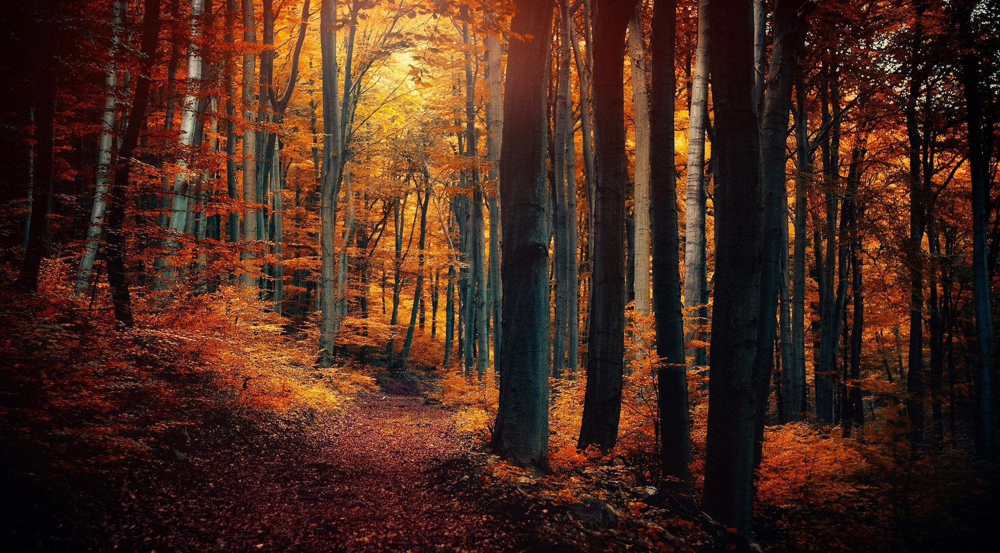 wald bäume blätter gelb orange fußweg herbst natur