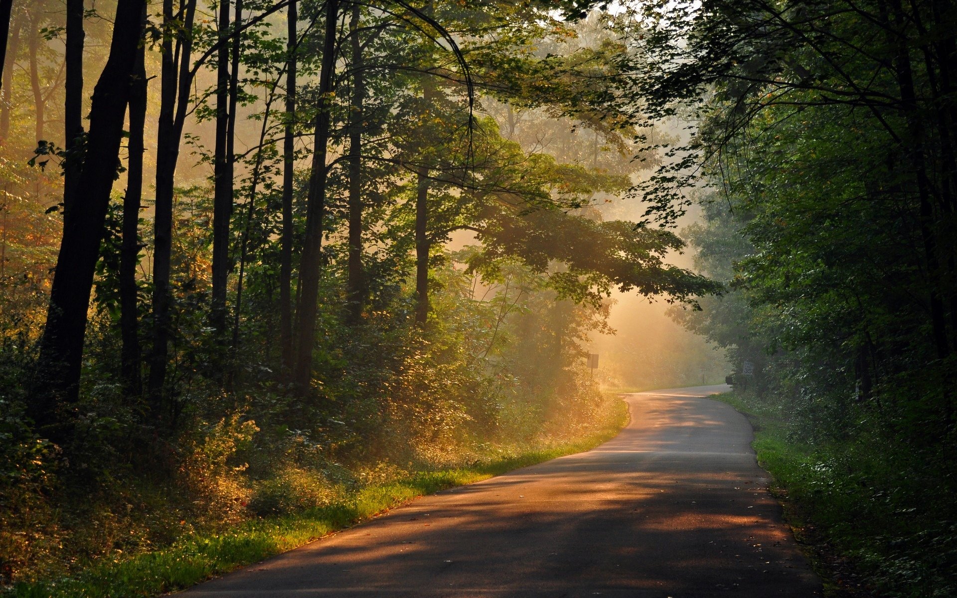 natura drzewa drzewo liście ścieżka ścieżka słońce promienie dzień tło tapeta panoramiczny pełny ekran panoramiczny panoramiczny