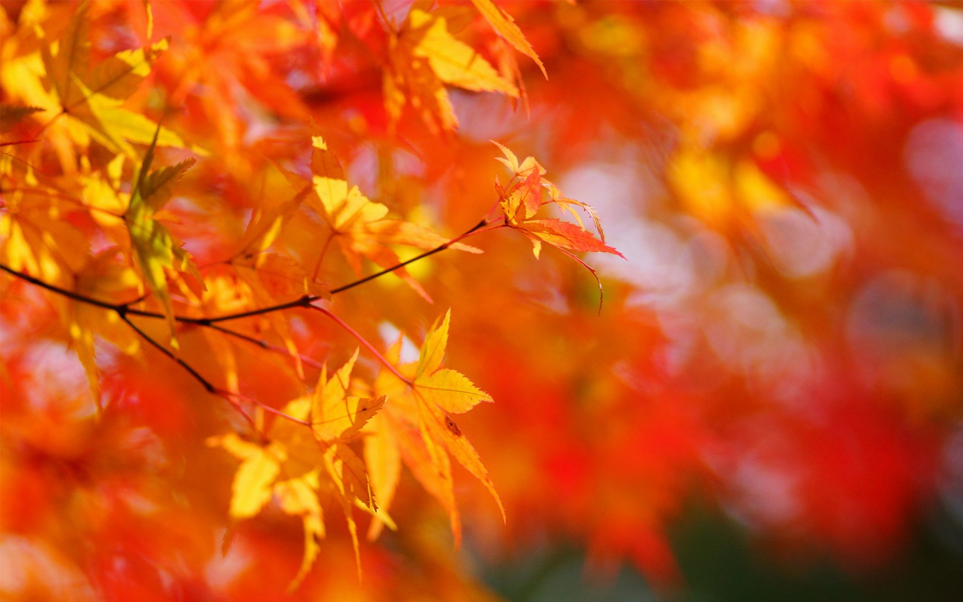 autunno acero albero corona foglie giallo sole soleggiato