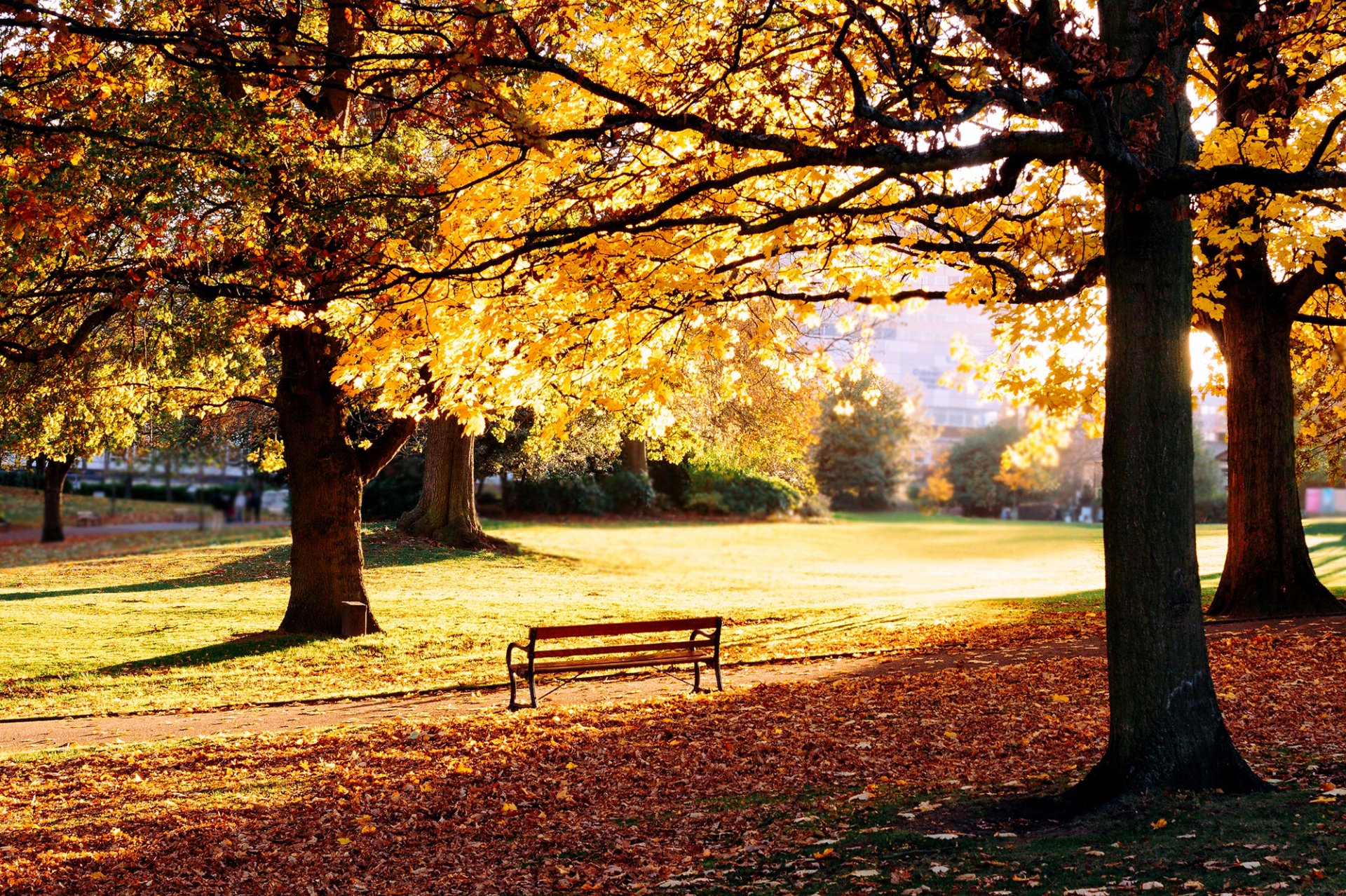 natur park herbst bank bank bank gras rasen blätter gelb gefallen bäume häuser