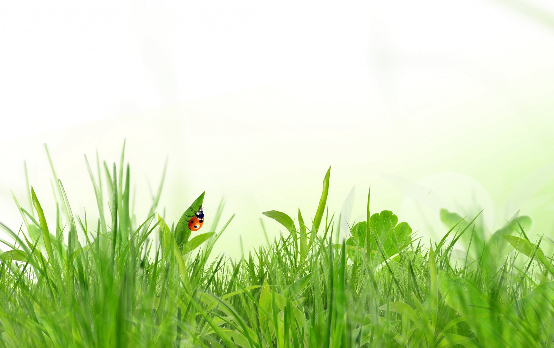 herbe insecte coccinelle printemps fond blanc