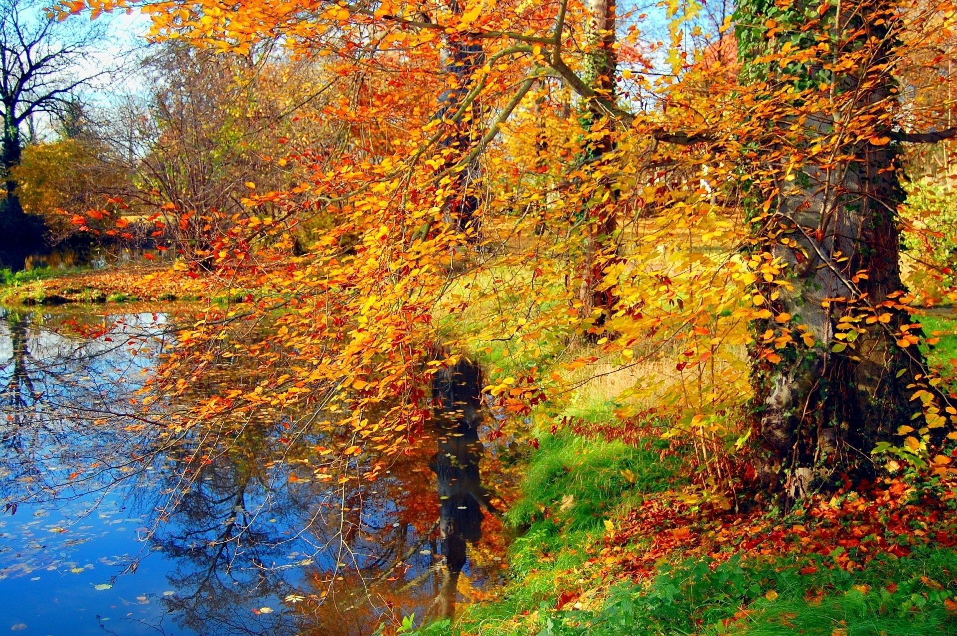 hierba árboles ramas hojas otoño estanque follaje