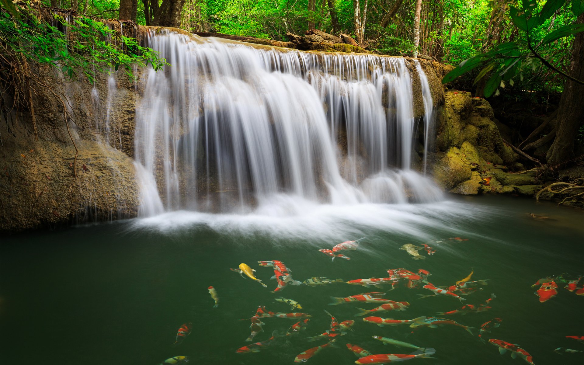 cascade eau poisson verdure carassin