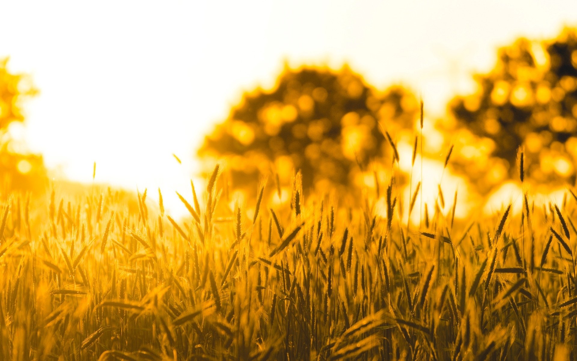 natur makro ährchen ährchen ährchen weizen roggen feld sonne baum bokeh unschärfe hintergrund tapete widescreen vollbild widescreen widescreen