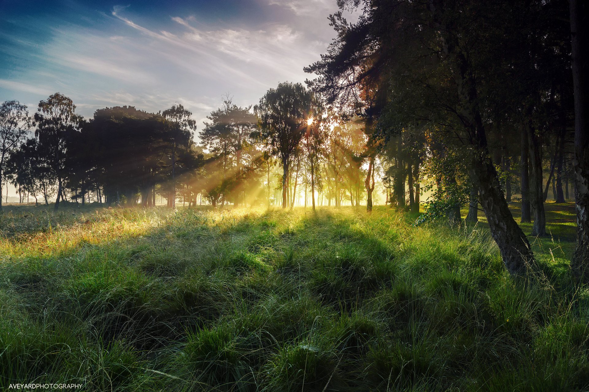 angleterre yorkshire du nord york strensall automne octobre matin ciel lumière rayons brouillard soleil herbe rosée arbres arbre