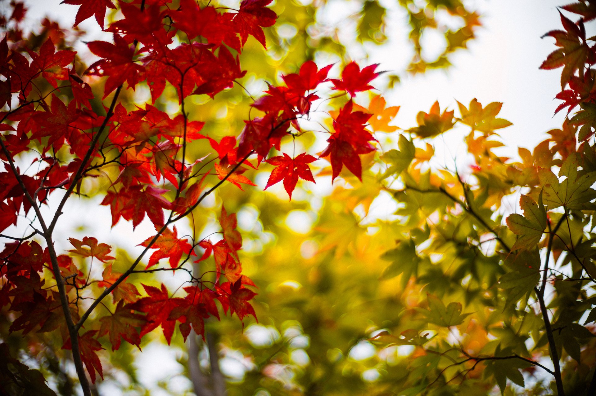 blätter ahorn weinrot grün zweige baum bäume herbst unschärfe