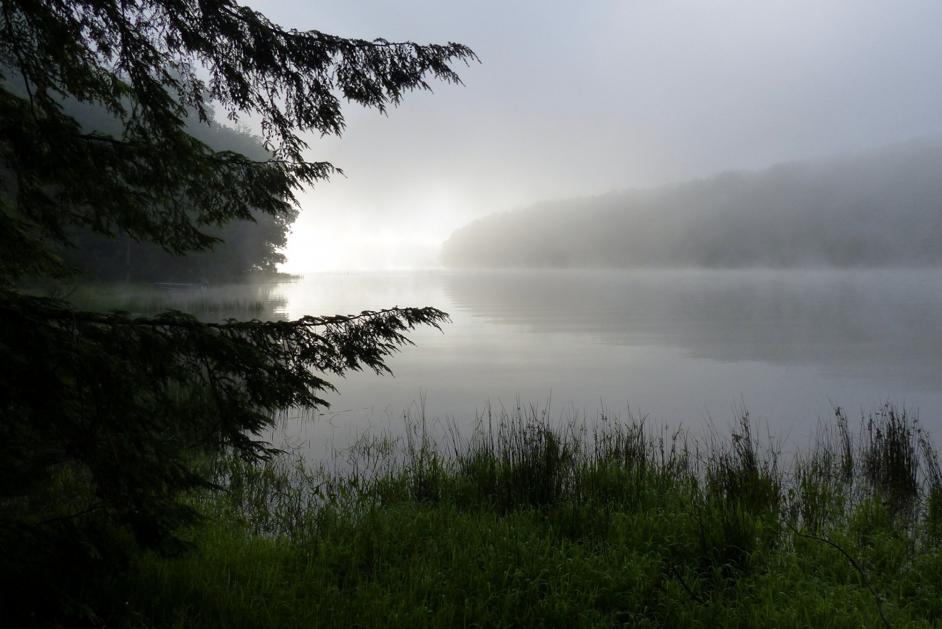 natur see morgen nebel tau gras wald