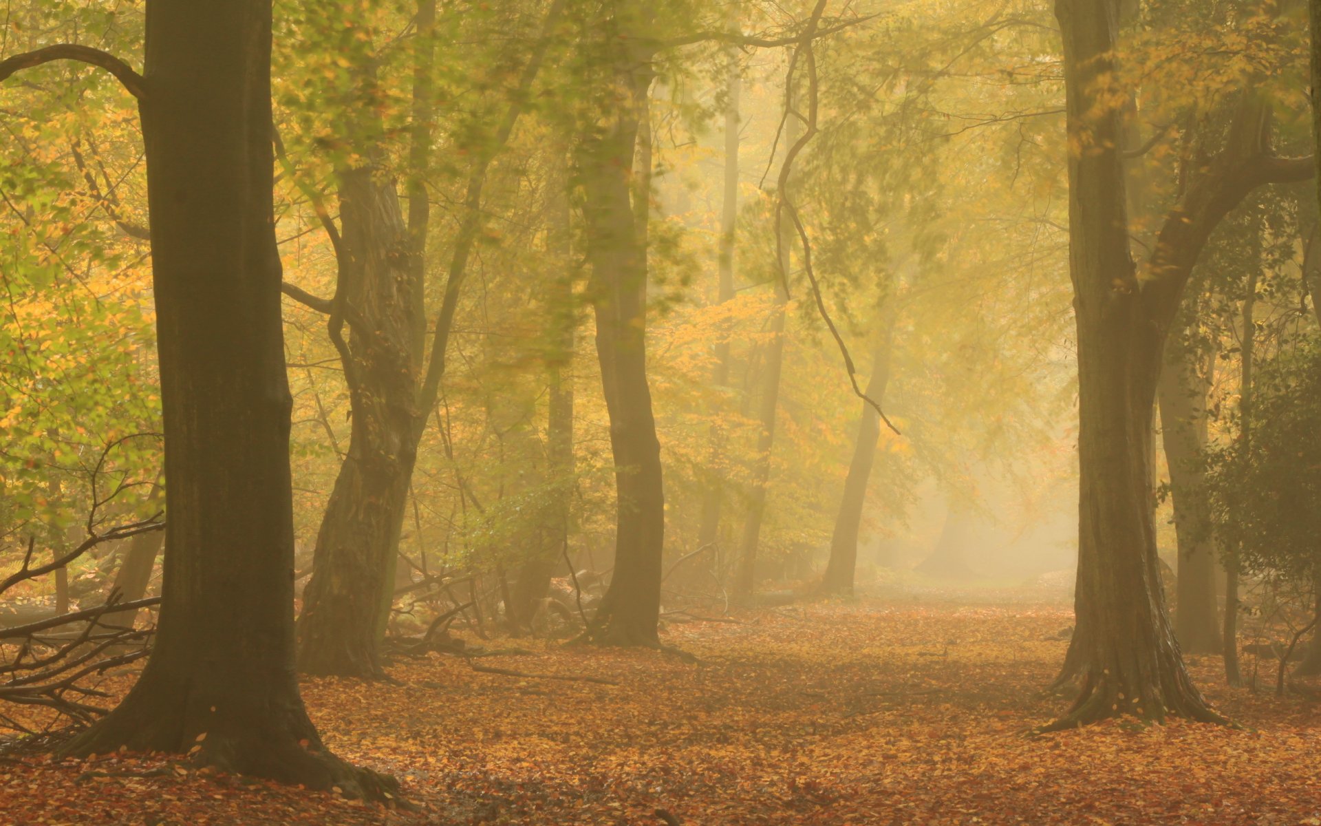 foresta autunno nebbia natura