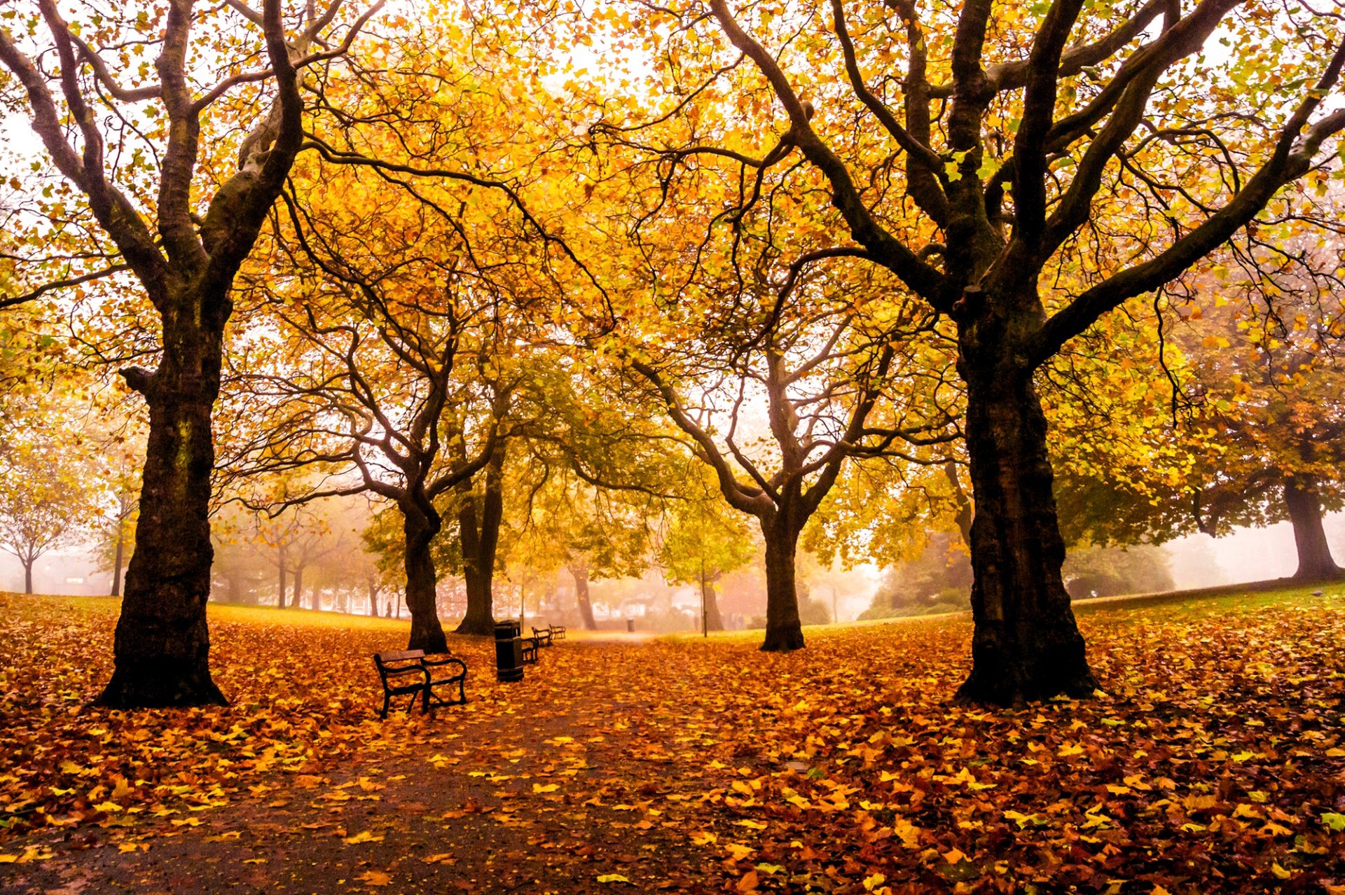 sheffield weston park angleterre royaume-uni parc automne allée route arbres feuilles jaune bancs bancs bancs