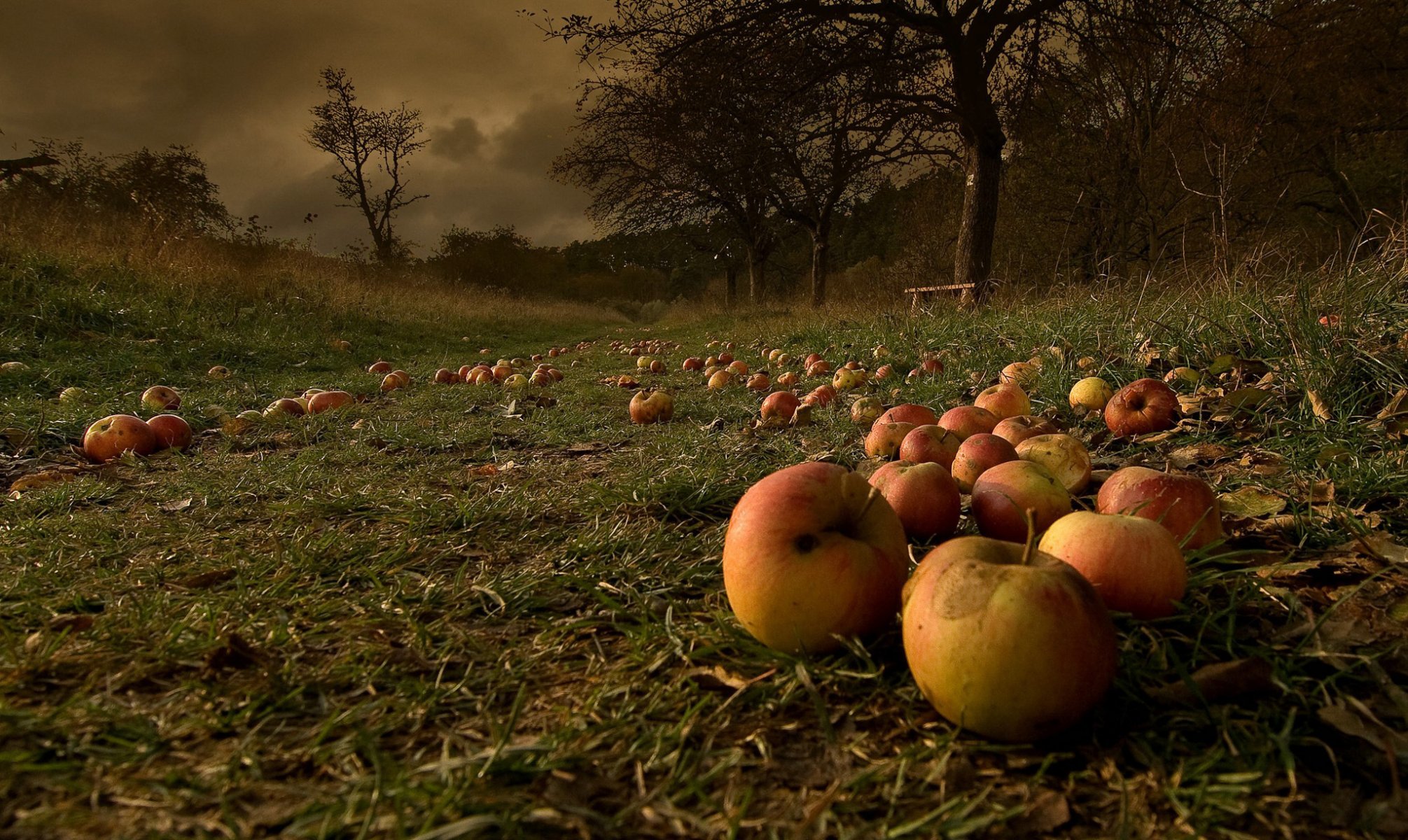 herbst garten äpfel gefallen nach einem sturm