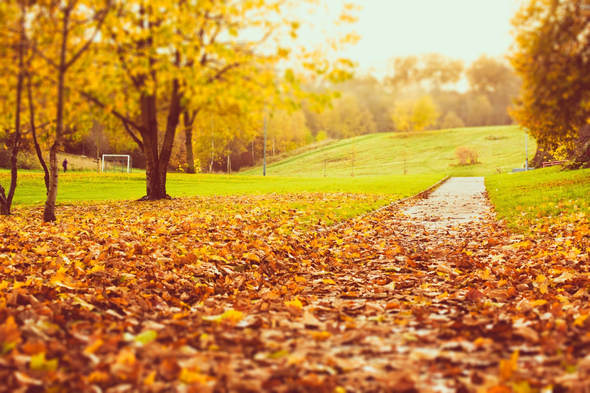 park nature autumn tree leaves yellow orange road turf grass blur