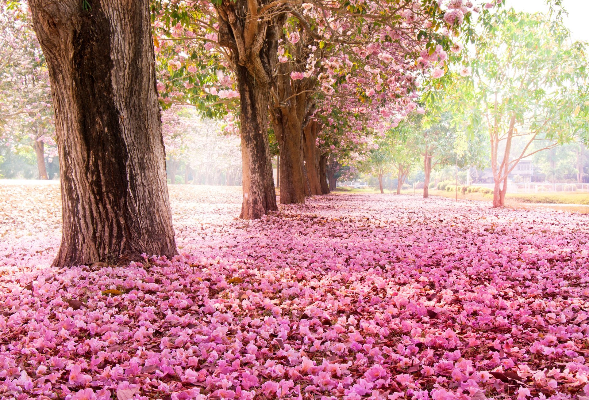 parco alberi sakura fioritura fiori rosa natura