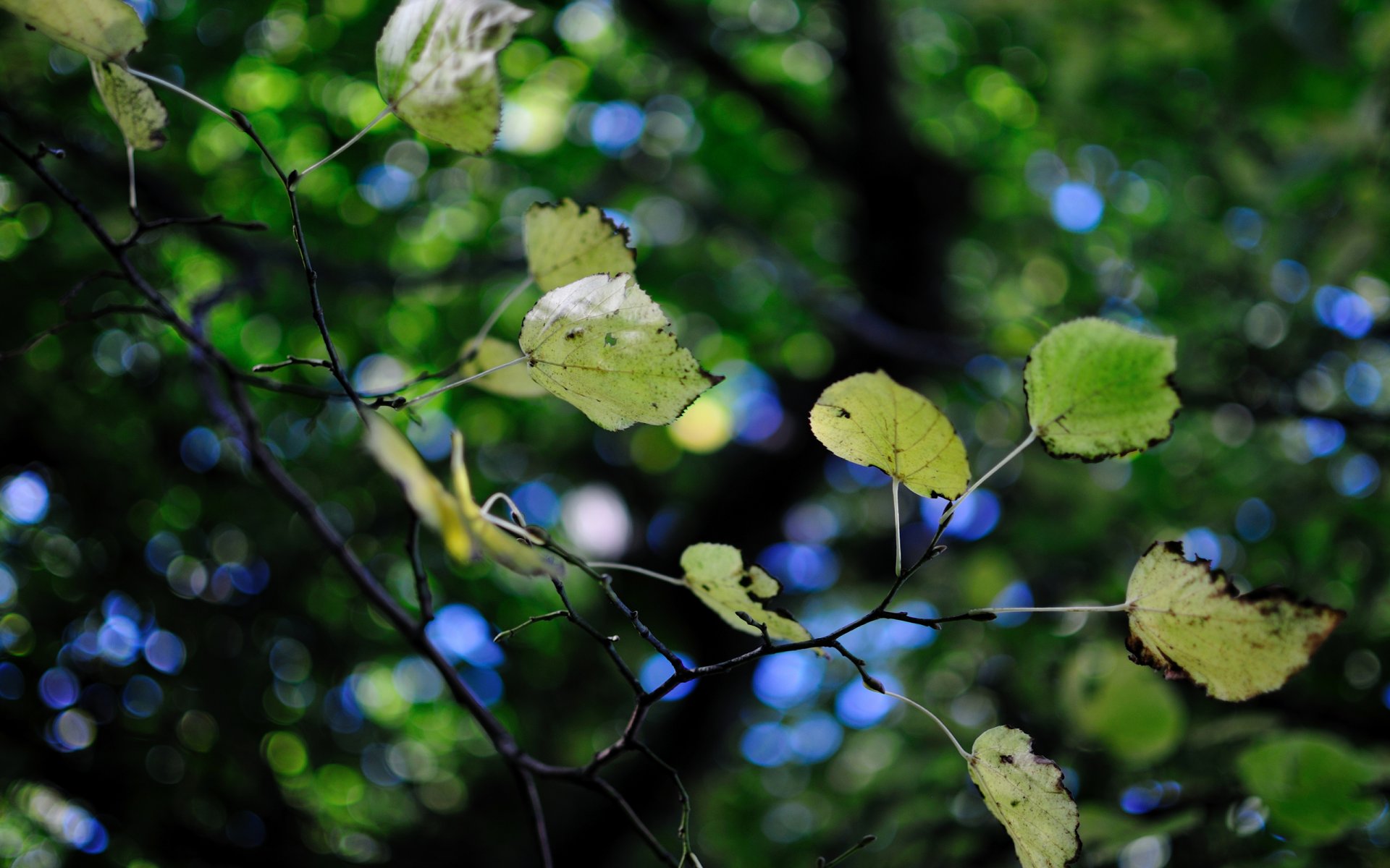 feuillage verdure arbre feuilles branche bokeh flou éblouissement