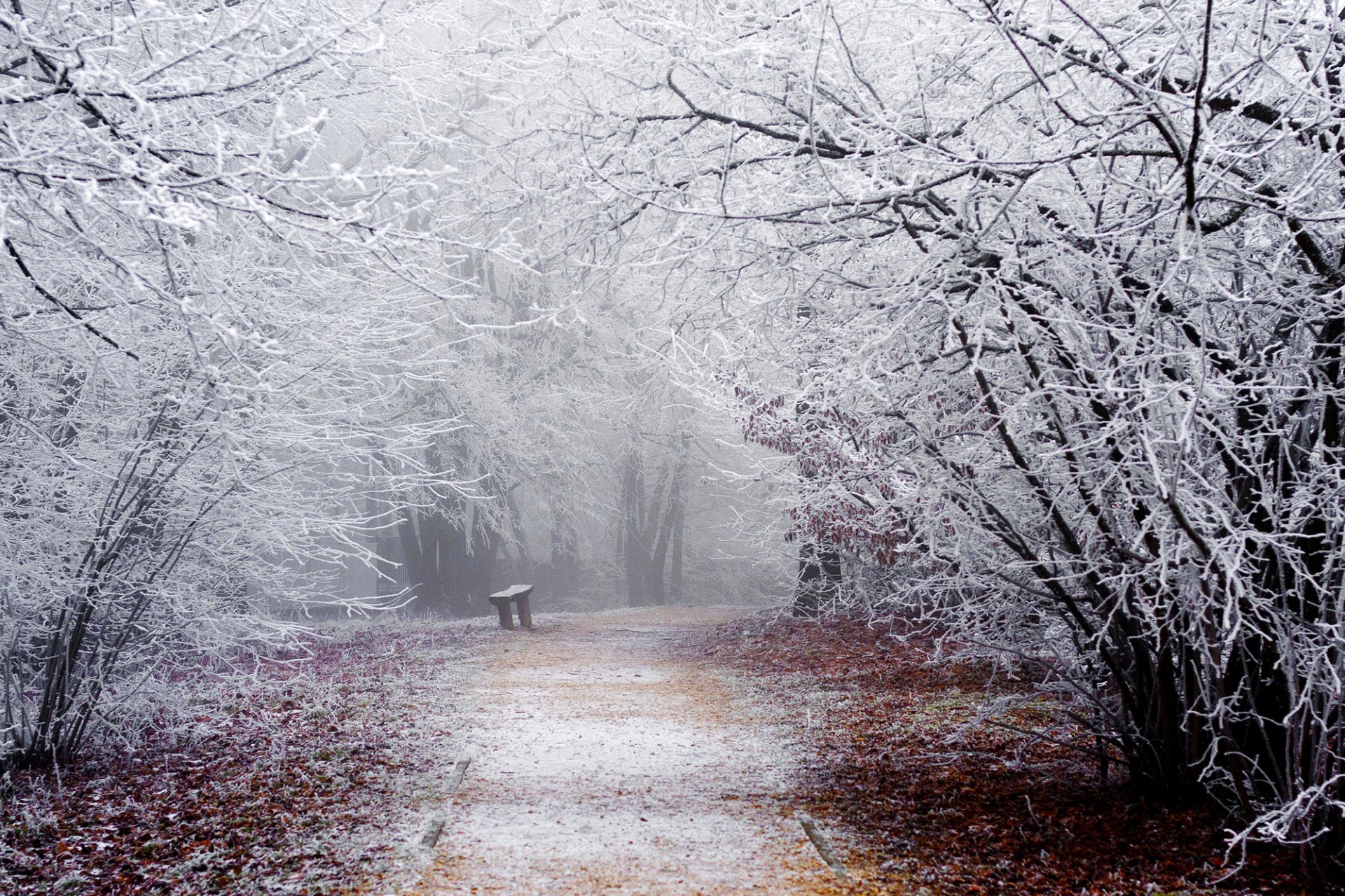 nature hiver neige givre branches arbres route passerelle parc banc banc banc banc