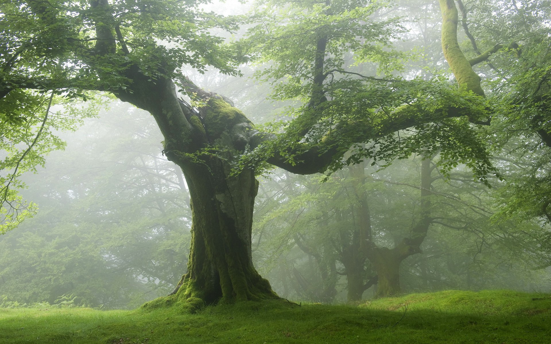 drzewo mgła krajobraz natura