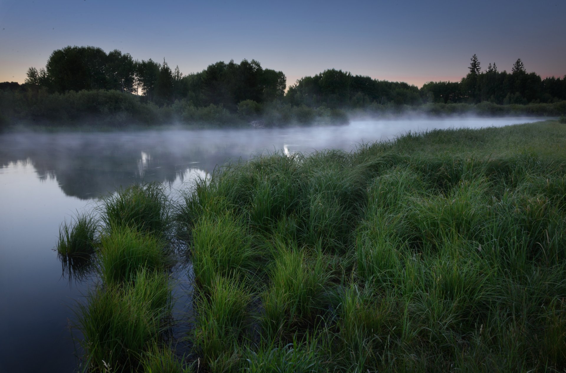 forest lake fog grass dawn morning