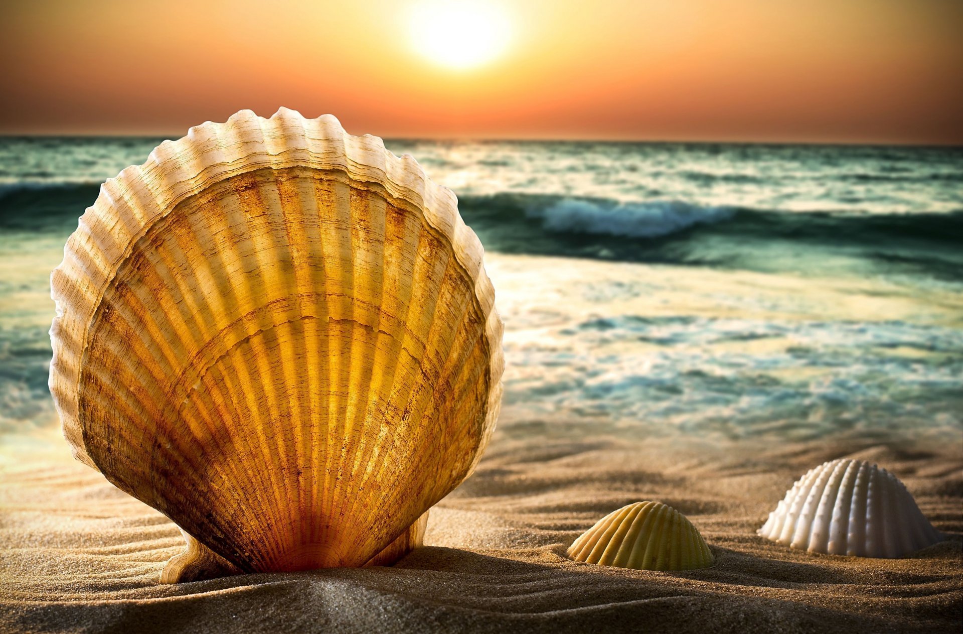 nature shells shell sand. beach sea water wave horizon sun sunset sky background wallpaper widescreen full screen hd wallpapers fullscreen