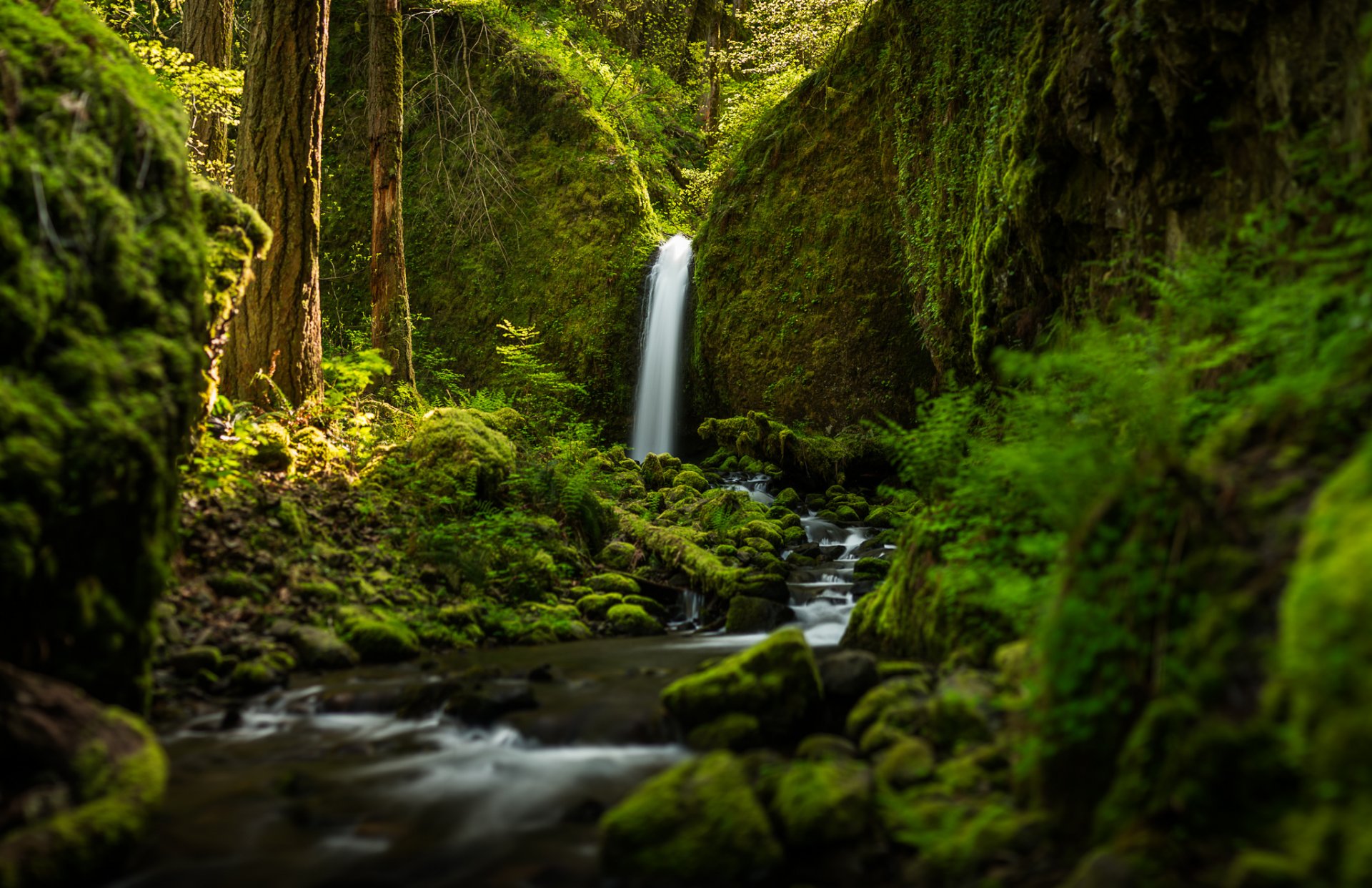 ruckel creek falls oregon cascata foresta fiume