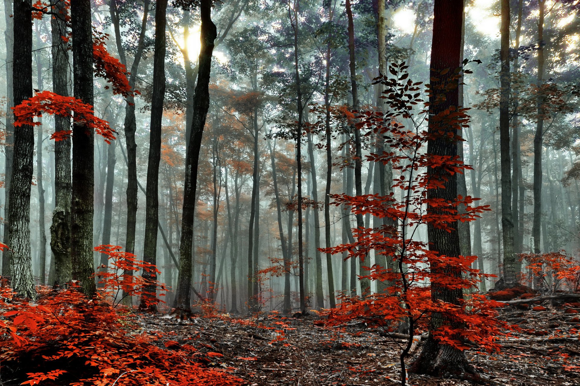 forest tree autumn fog morning