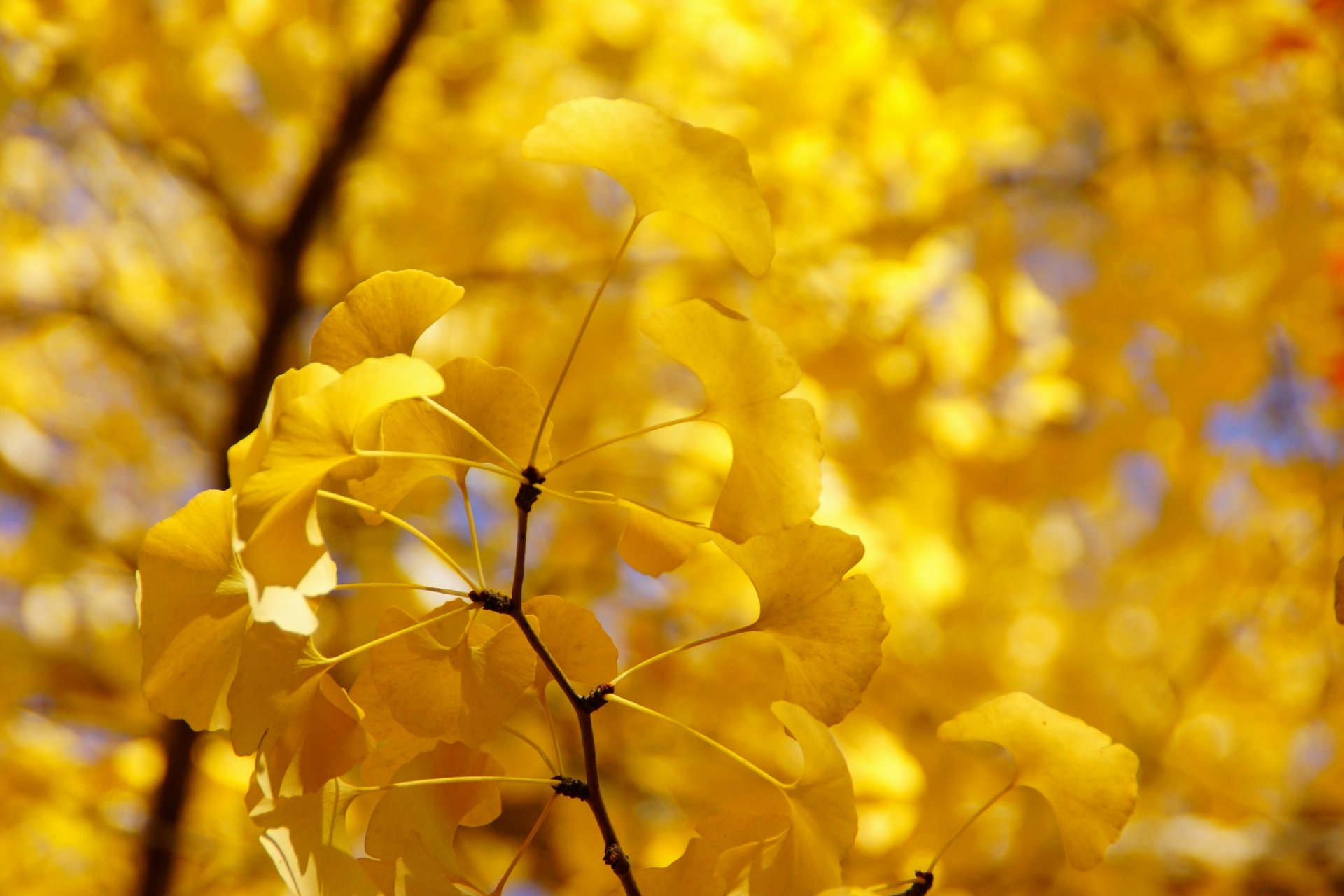 automne feuilles branche jaune arbre