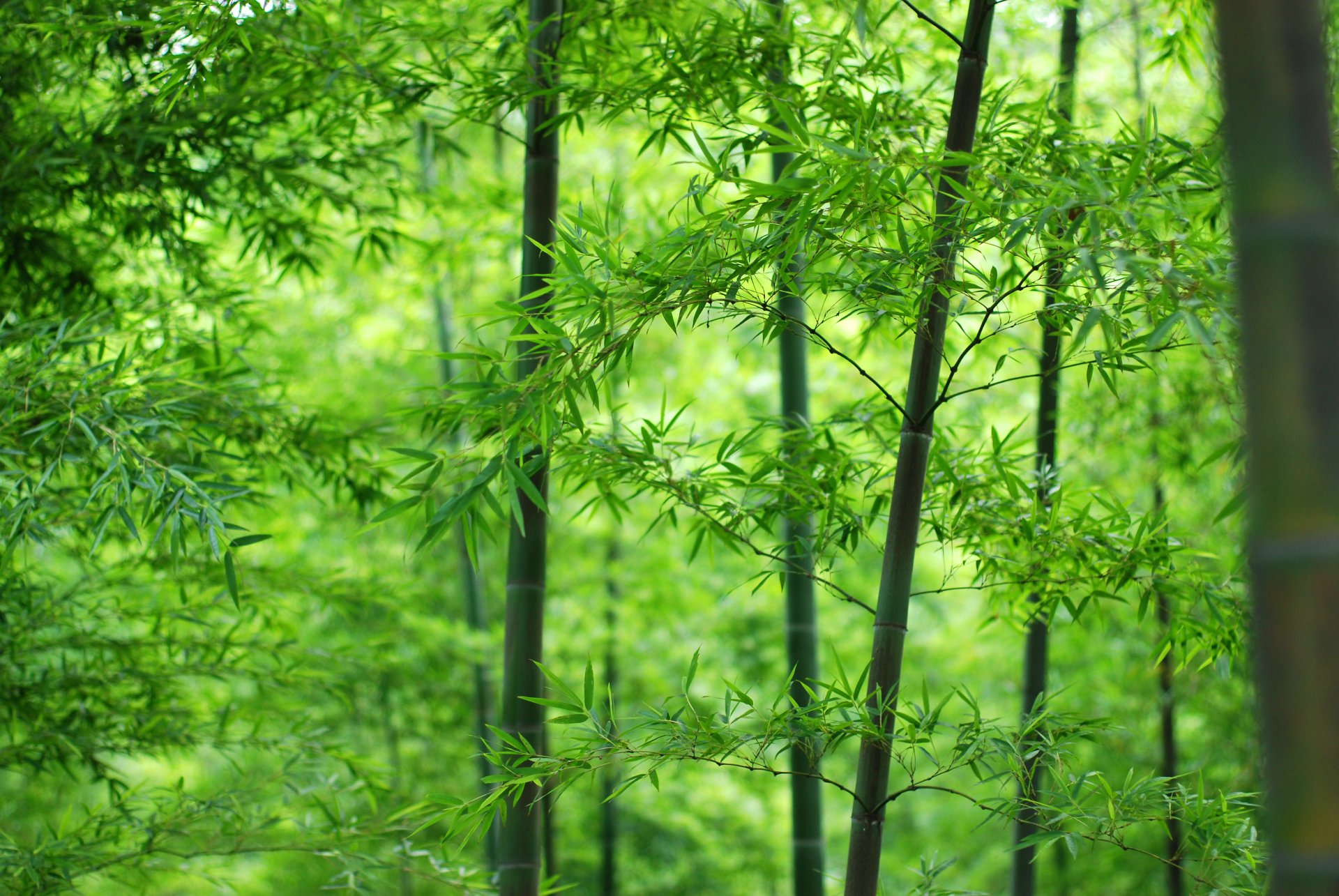 forêt tronc feuilles bambou