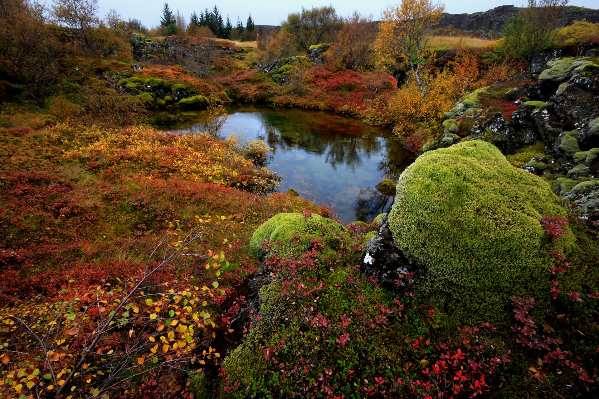 исландия национальный парк thingvellir деревья камни мох озеро осень