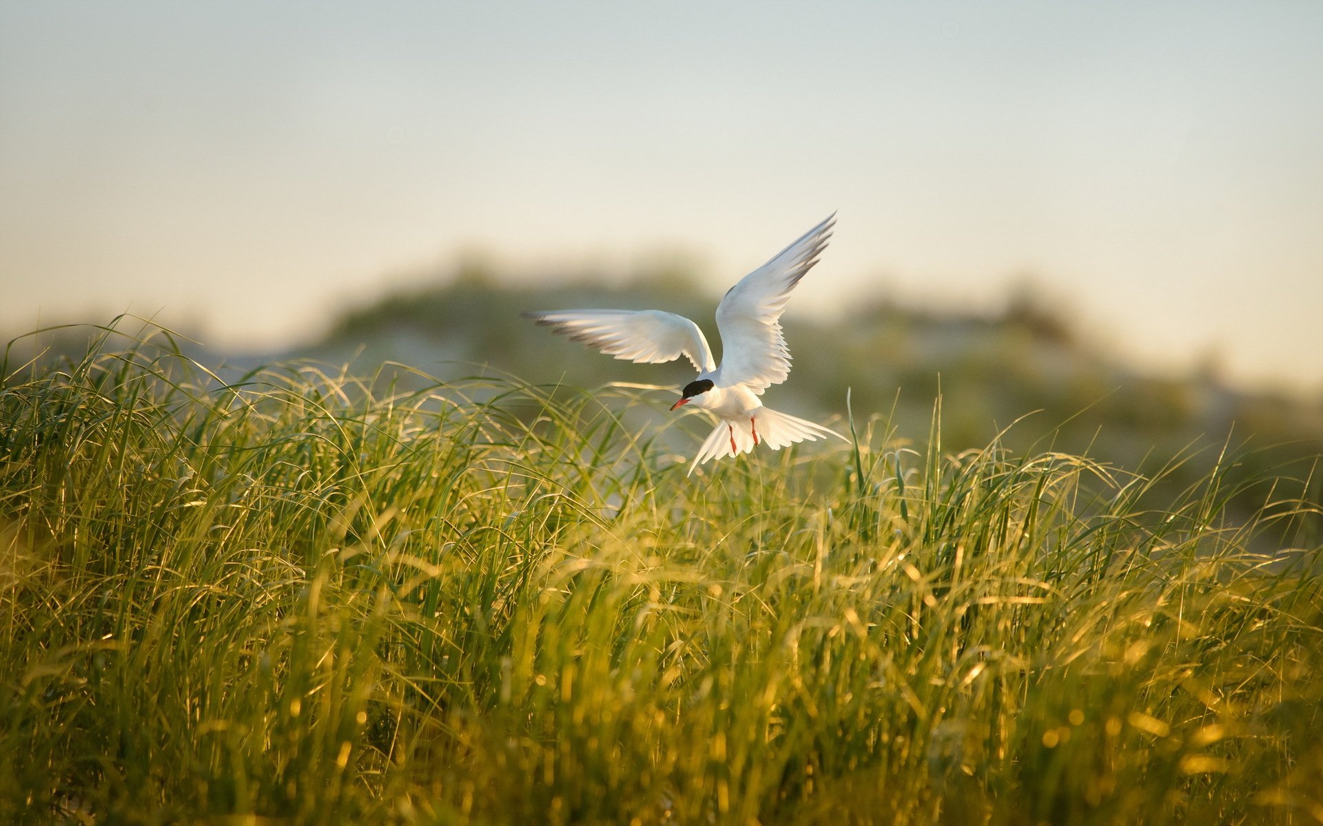 the field grass poultry summer nature