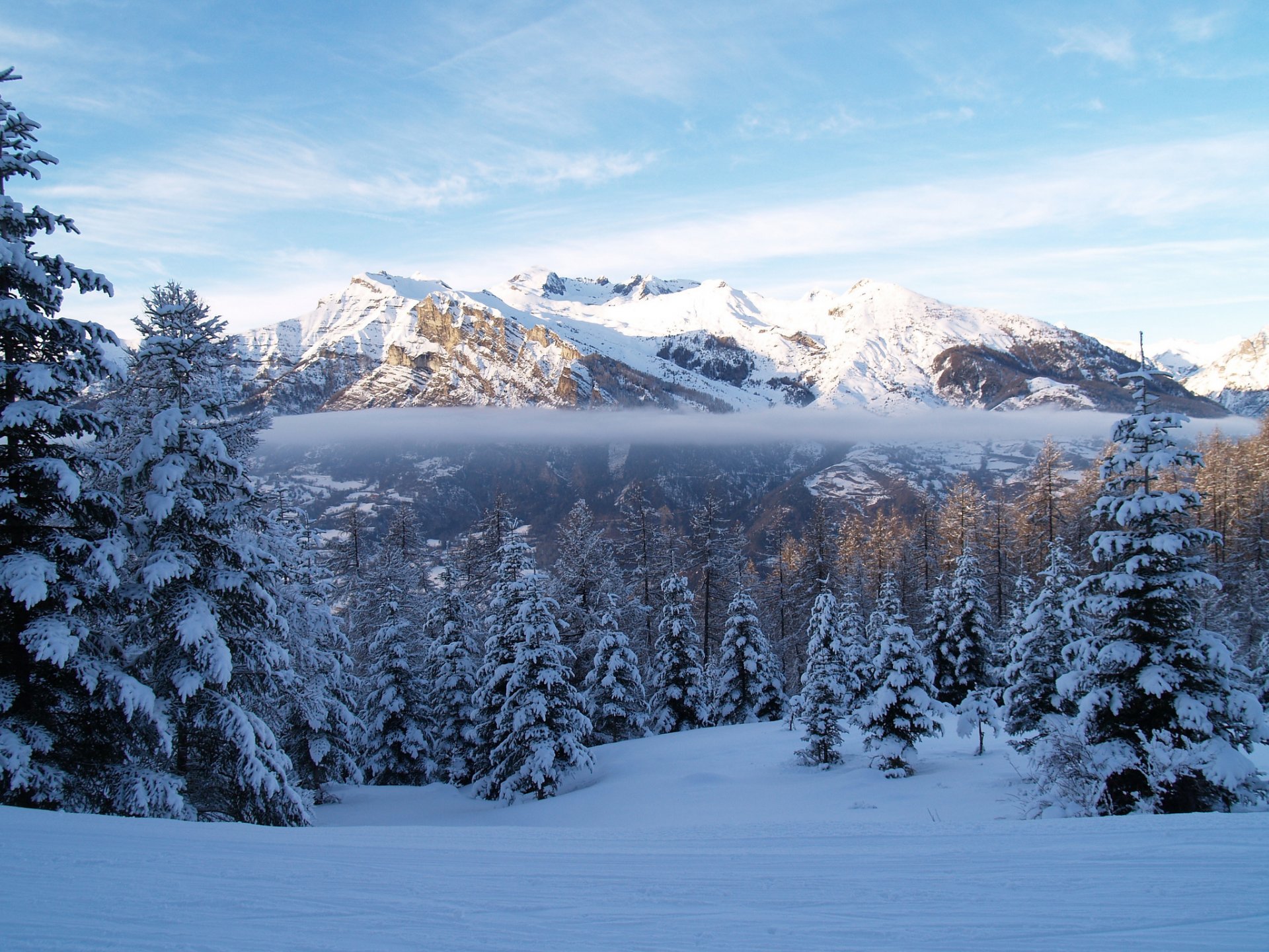 winter berge wald fichte schnee nebel