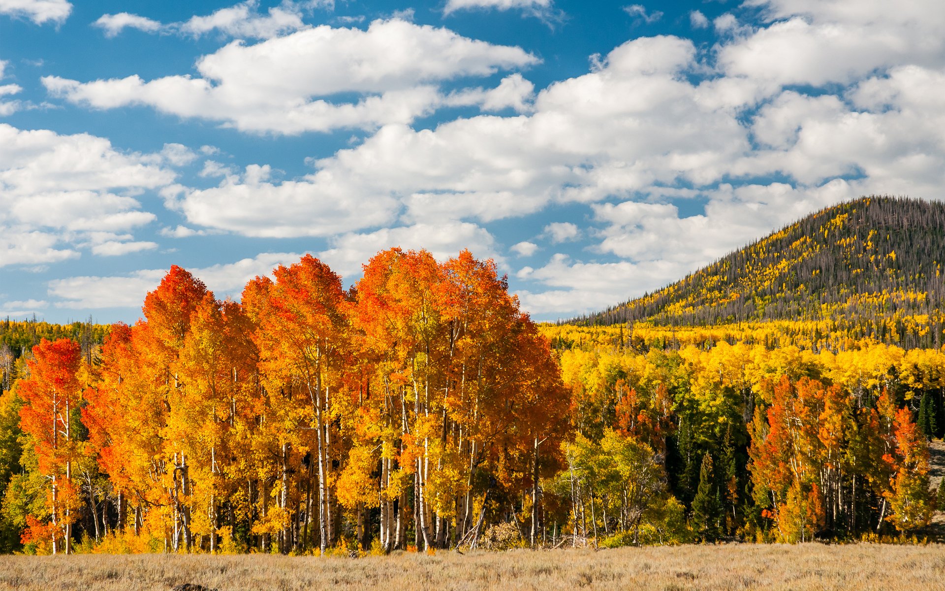 autumn forest tree leaves yellow hill