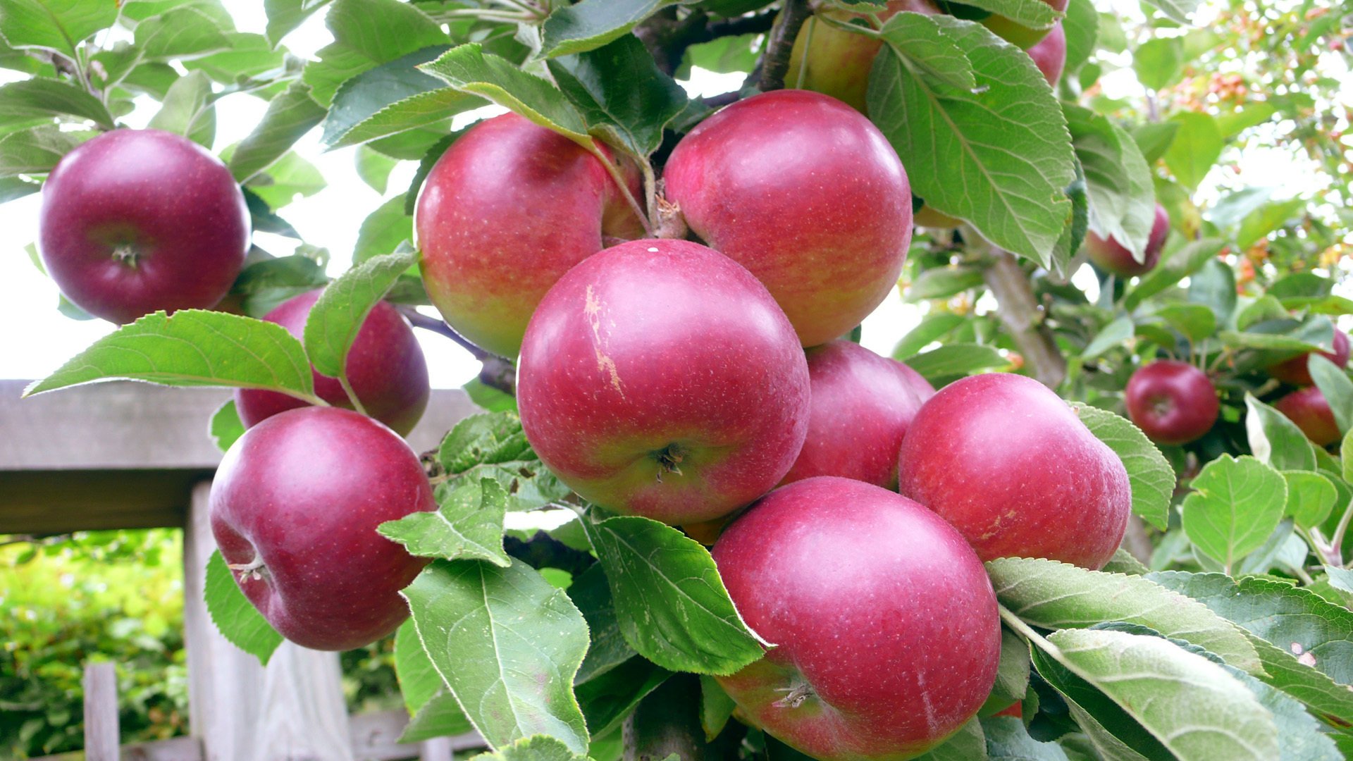 verano jardín manzano cosecha manzana jugoso sabroso fruta