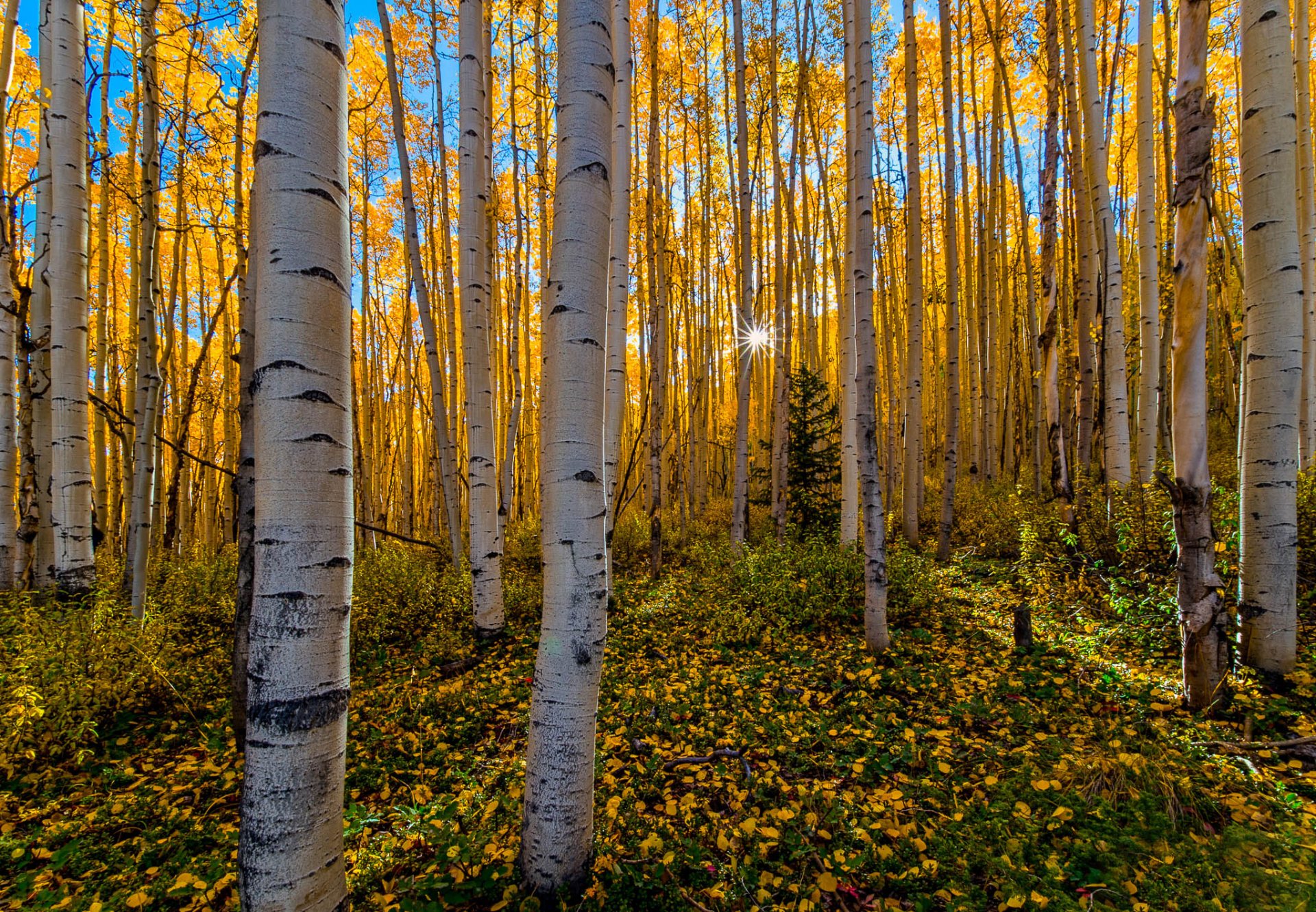 bosque abedules otoño sol rayos