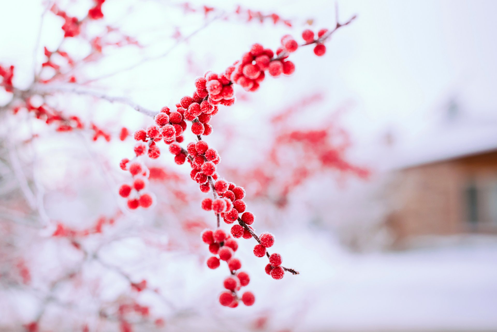 bayas rojo rama árbol invierno nieve naturaleza