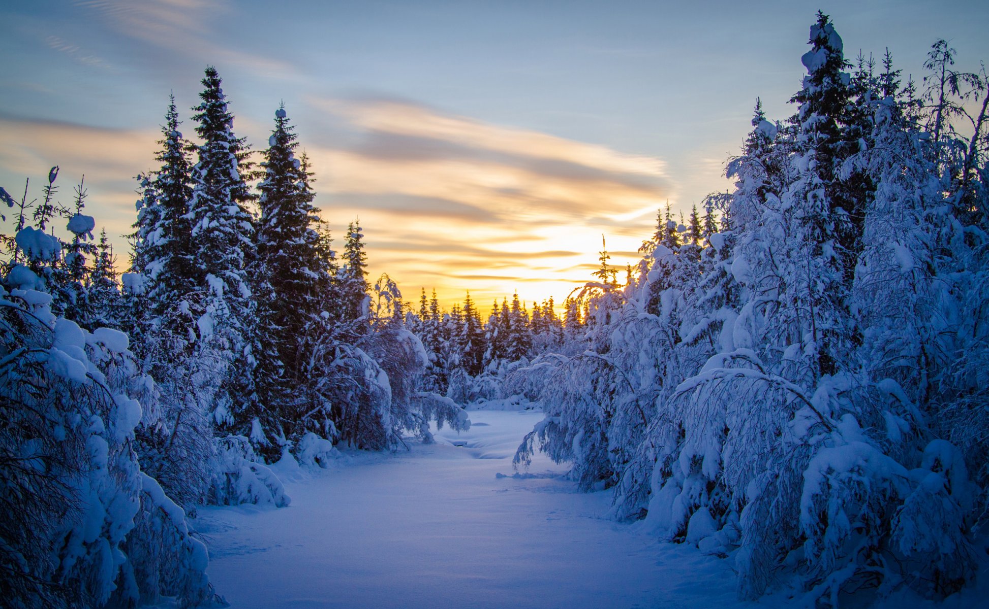 forest christmas tree snow winter morning