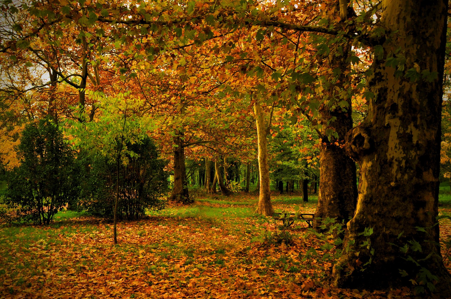 parco autunno spagna madrid campo foglie tronco alberi natura foto