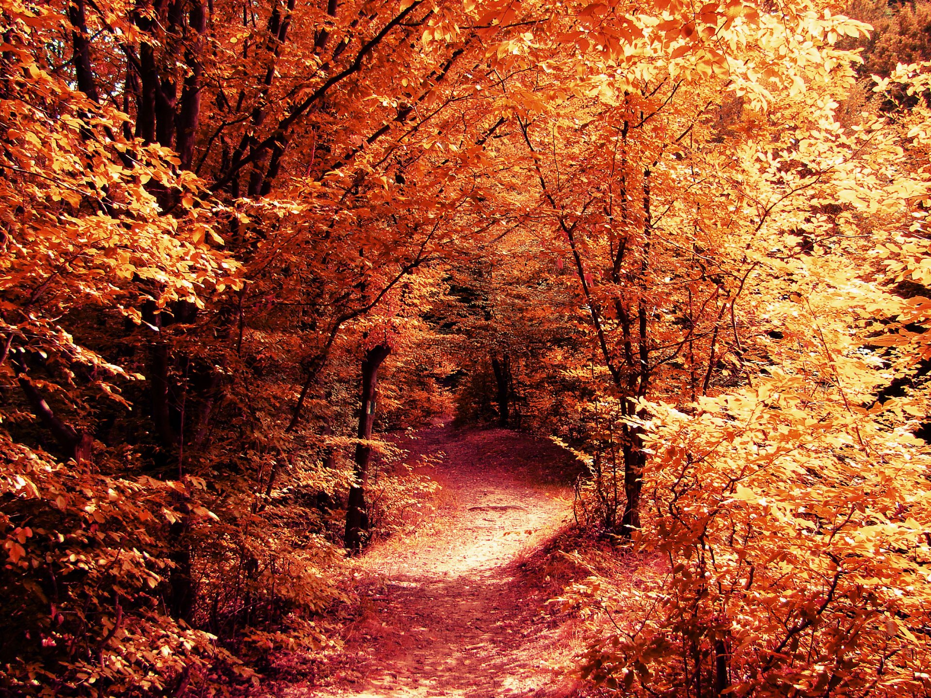 natura autunno foresta strada sentiero alberi rami foglie giallo