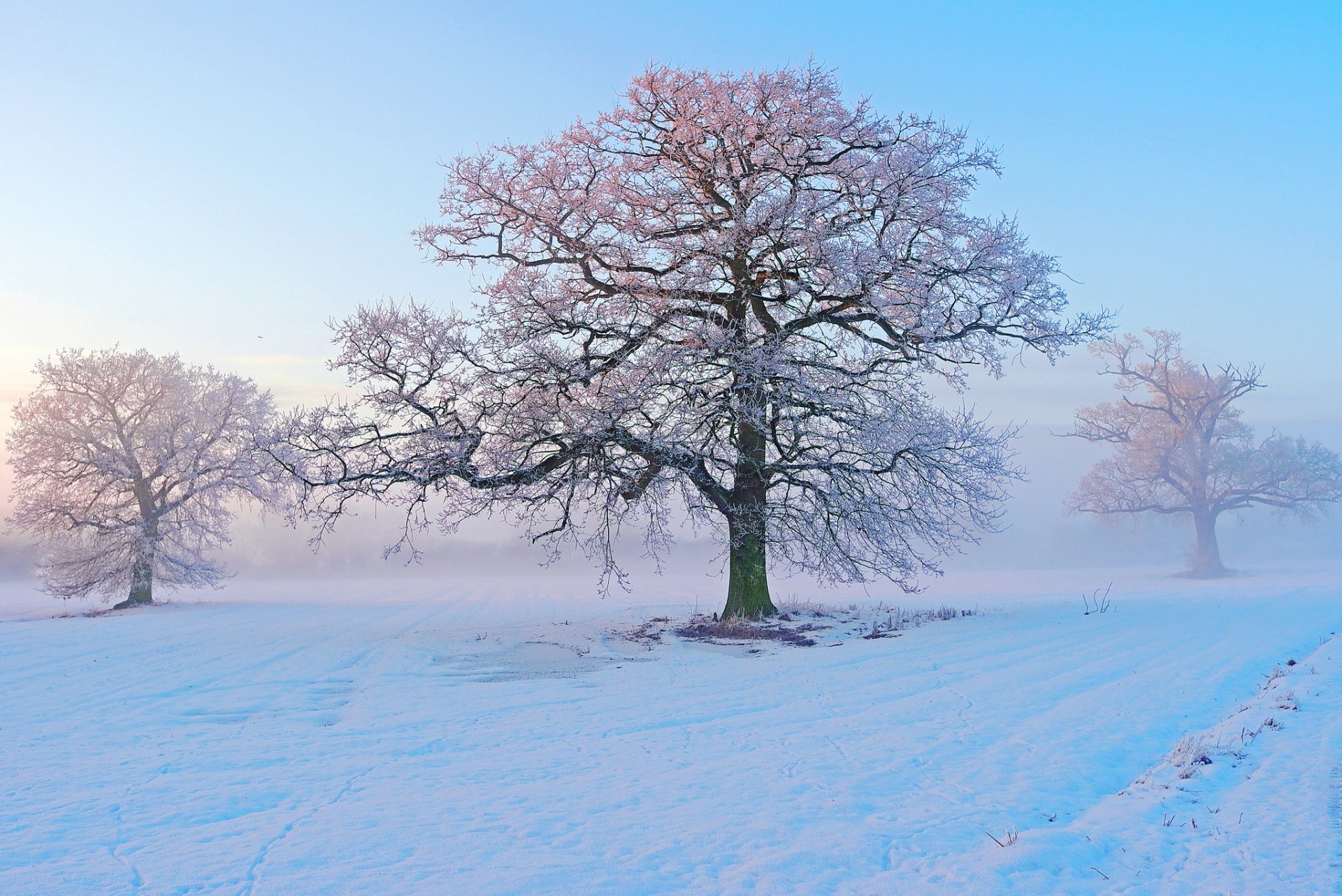 hiver neige arbres givre matin brouillard gel