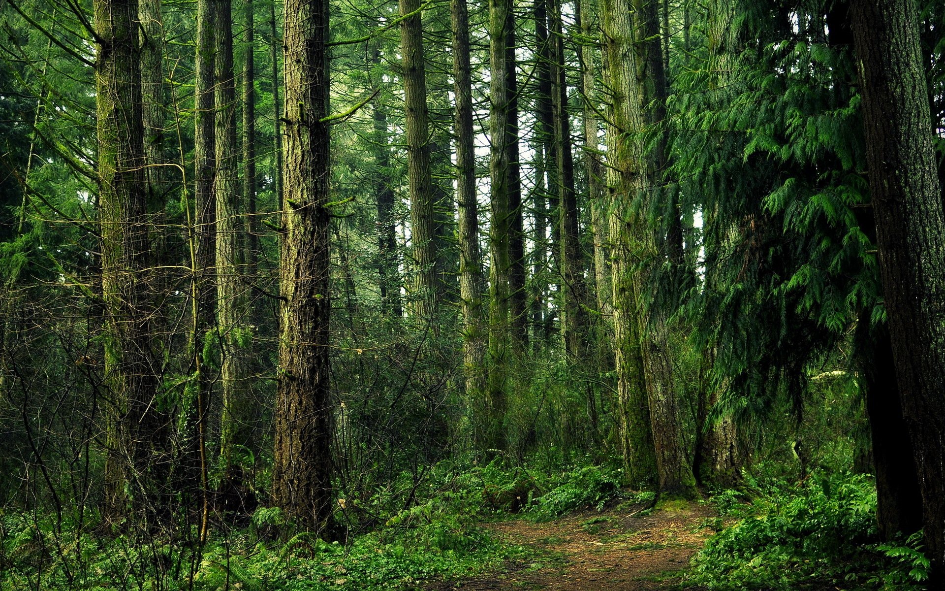 bosque árboles naturaleza