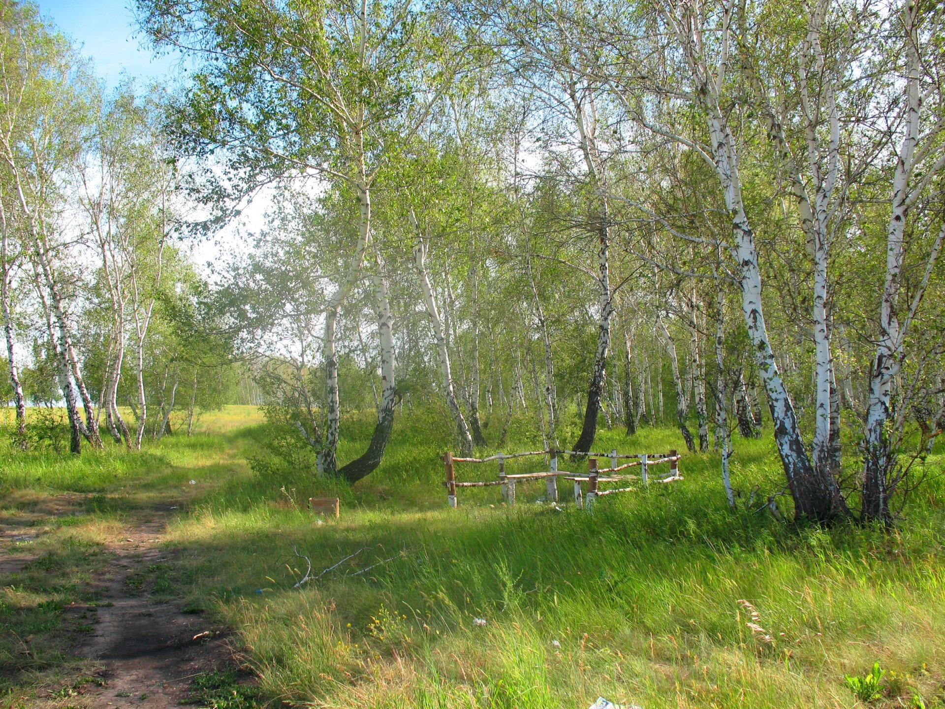 wald sommer natur kasachstan birke naturschutzgebiet forstwirtschaft arykbalyk