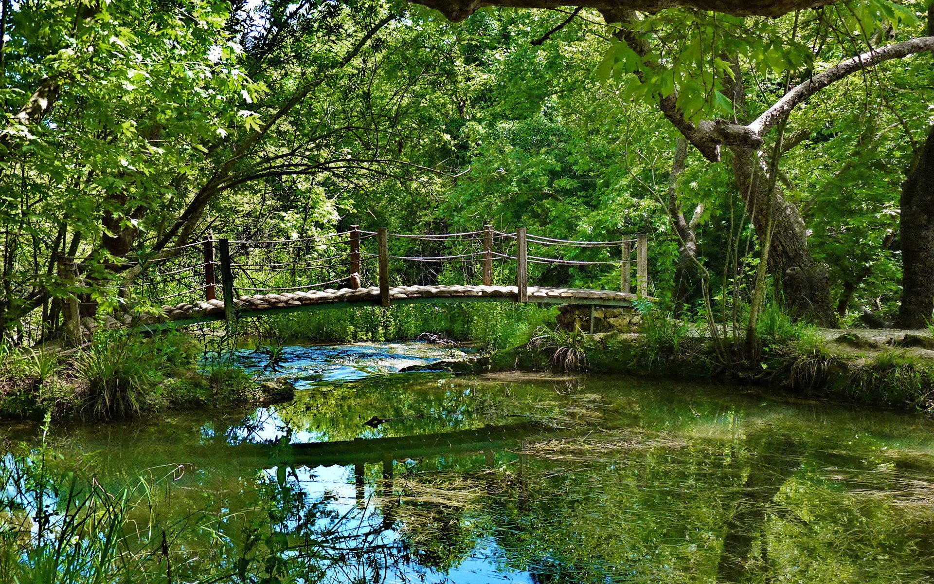 fiume ponte foresta verde vegetazione alghe alberi ponte perilla acqua riflessione fogliame