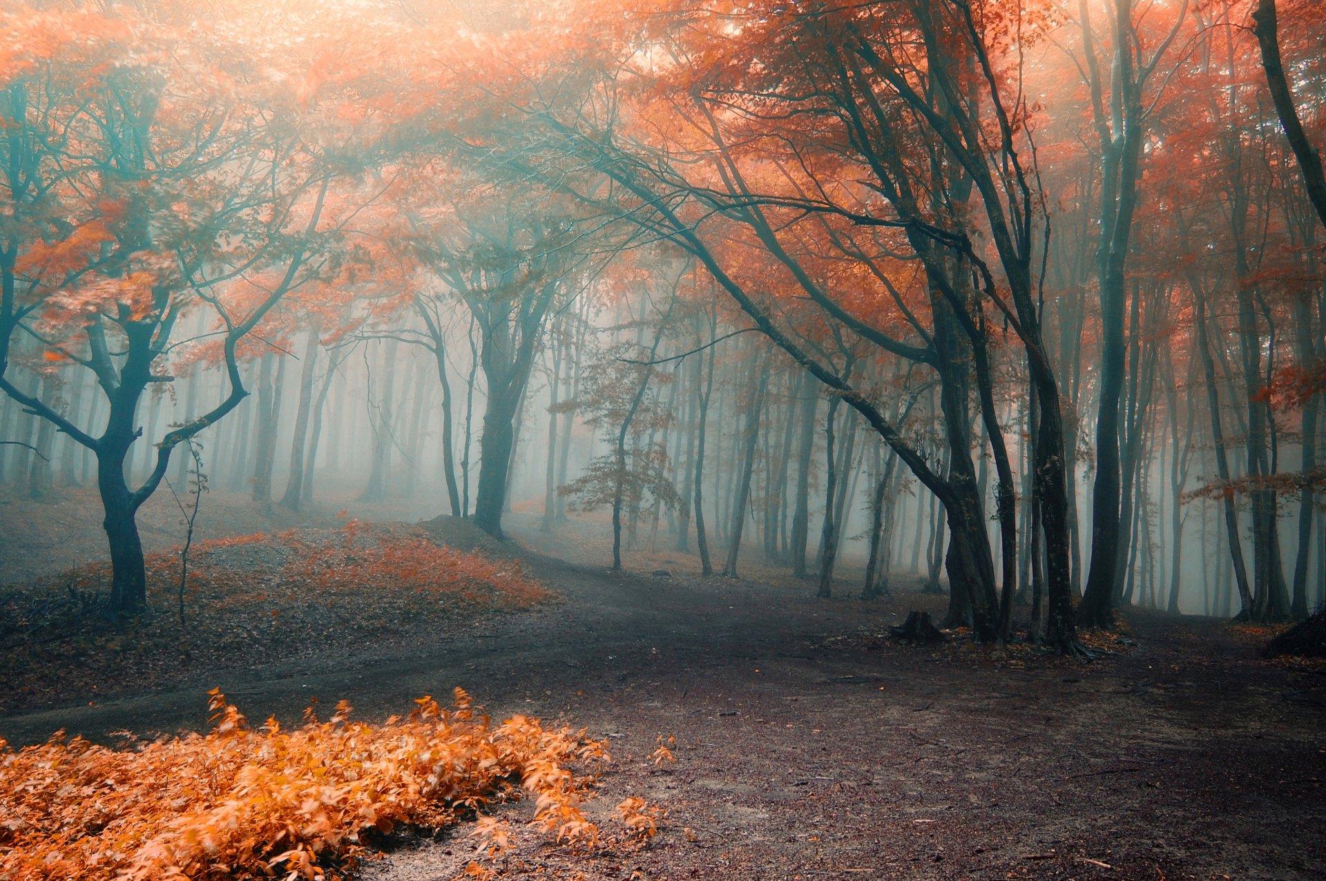 autunno foresta nebbia foglie arancio rami alberi sentieri natura