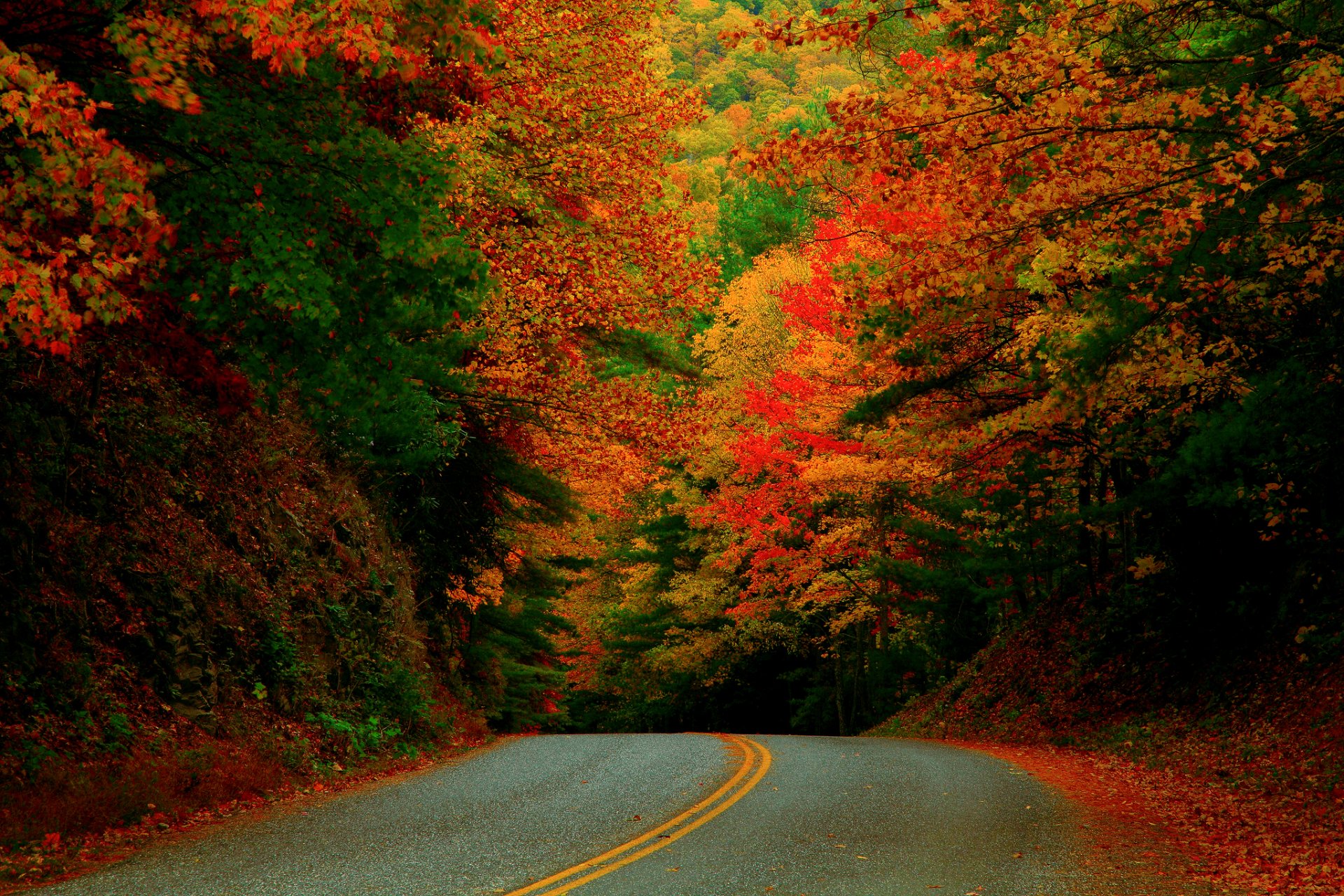 états-unis caroline du nord automne octobre route forêt peinture