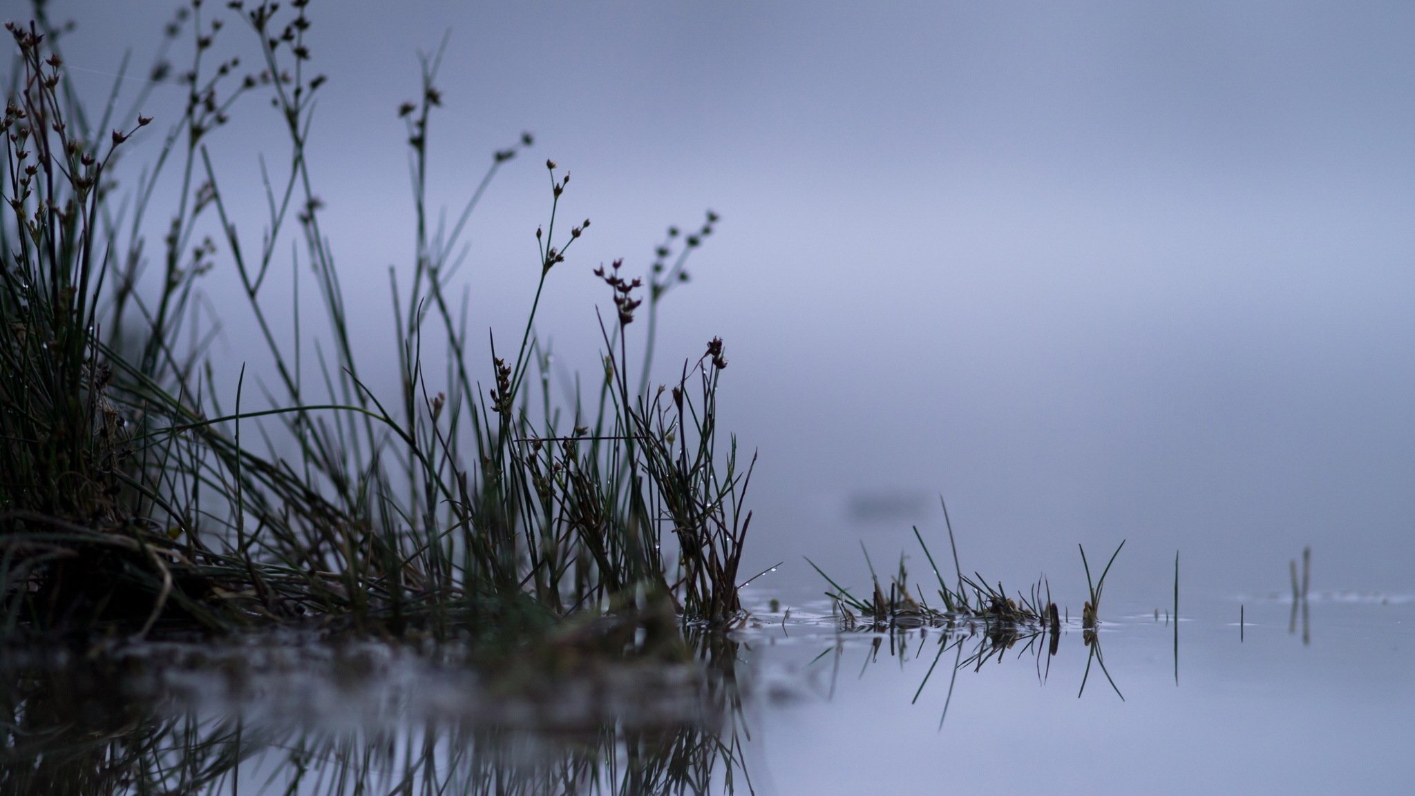 see schilf natur nacht makro