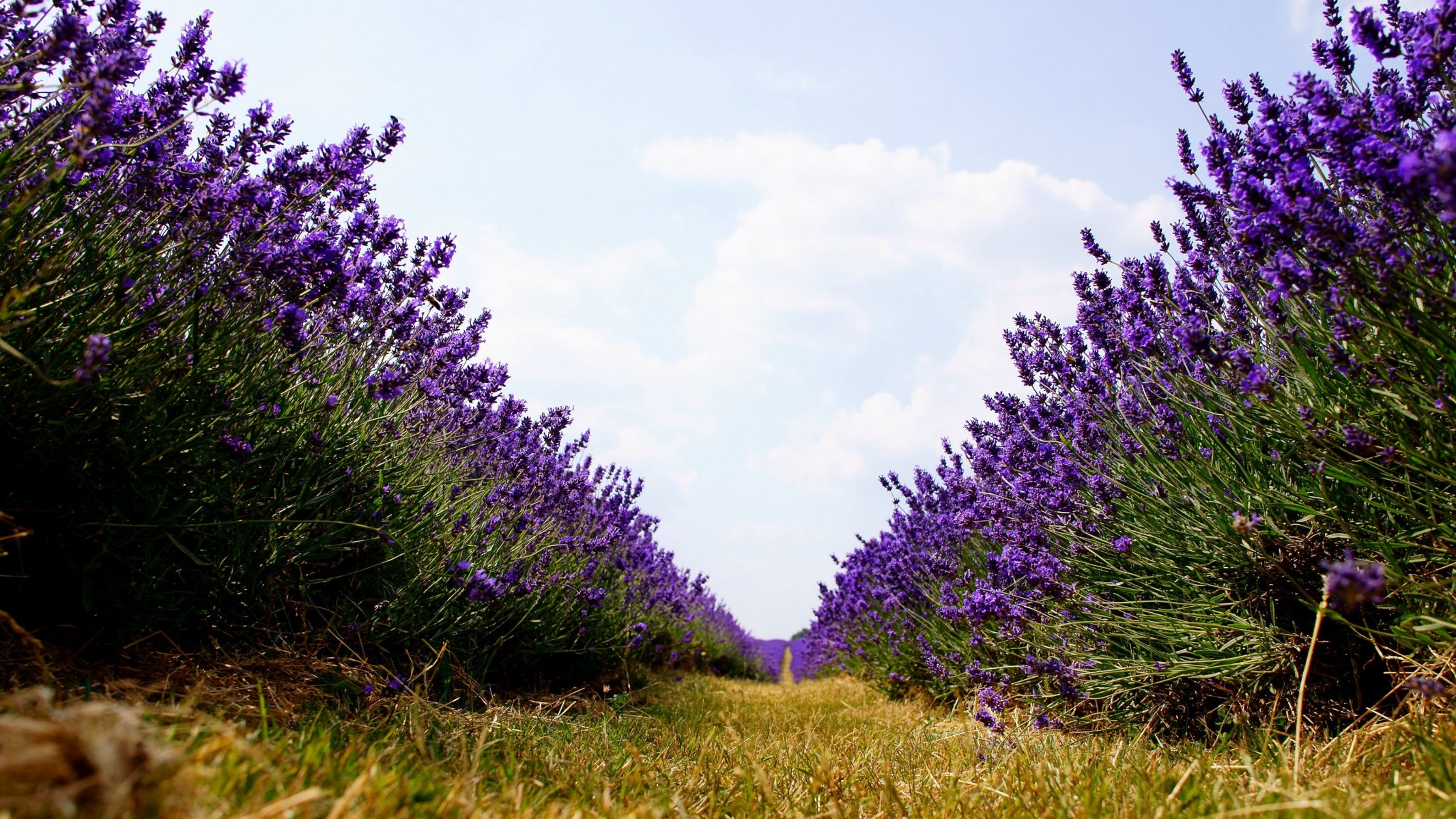 nature the field ranks lavender flower purple