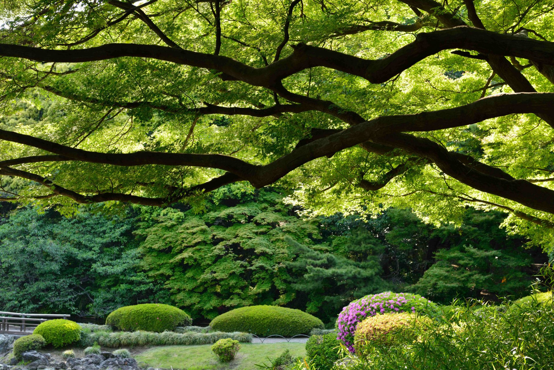 shinjuku-geen nationalgarten tokio japan shinjuku-geen shinjuku-kaiserpark park bäume