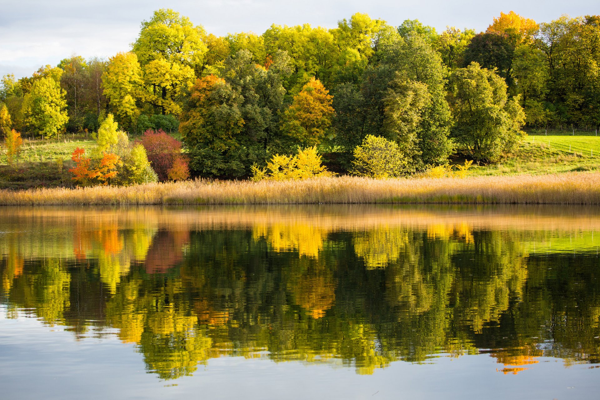 bosque lago reflexión otoño